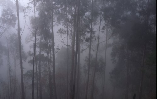 Foggy Woods in Madeira. Foto: Laurenz Bobke