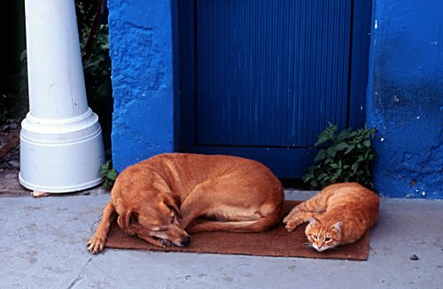 Cat and dogs sharing a nice spot for a sleep