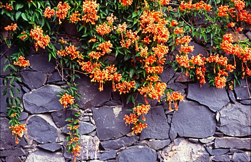 Flowers on a wall in Canico de Baixo.