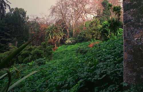 Blandy's garden, one of the most beautiful parks of Madeira