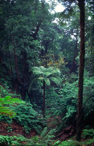 Blandy's Garden, Madeira Portugal.