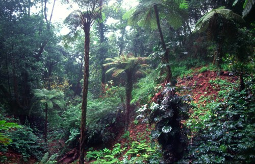 Blandy's Gardens on a rainy day.