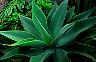 aloe plant