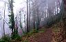 misty woods of Madeira