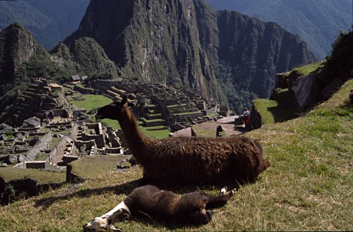 Llamas on a terrace above Machu-Picchu.