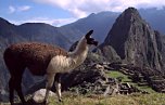 Pictures from Machu Picchu