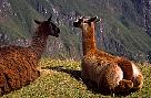 Llamas talking about the many tourists?