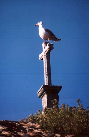seagull. Photo L. Bobke