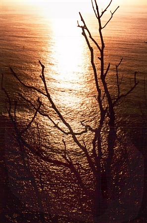 Tree in the evening sun.