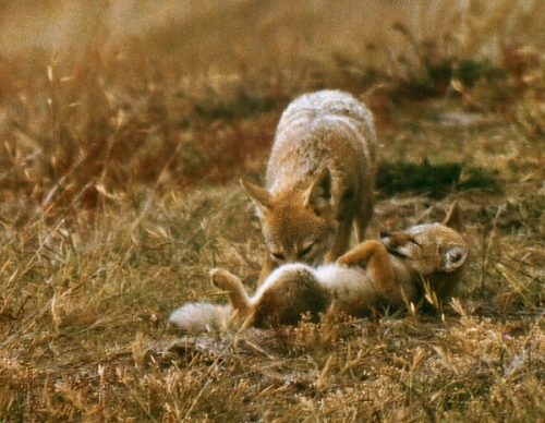 Foxes: mother and young fox.. Photo: L. Bobke
